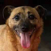 ASPI, Mixed Breed (Fundacja Głosem Zwierząt)