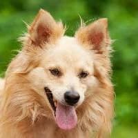 LILO, Mixed Breed (Fundacja Głosem Zwierząt)