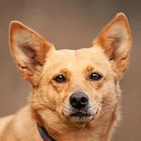 LEA, Mixed Breed (Fundacja Głosem Zwierząt)