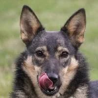 PEIRA, Mixed Breed (Fundacja Głosem Zwierząt)