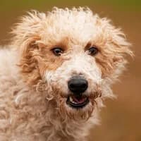 NODDY, Mixed Breed (Fundacja Głosem Zwierząt)