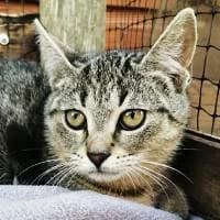 NORKA, Mixed Breed (Fundacja Głosem Zwierząt)