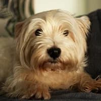 PRIA, Mixed Breed (Fundacja Głosem Zwierząt)