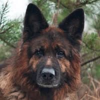 ROKI, Mixed Breed (Fundacja Głosem Zwierząt)