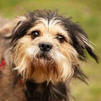 ATOS, Mixed Breed (Fundacja Głosem Zwierząt)