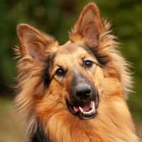 AMBER, Mixed Breed (Fundacja Głosem Zwierząt)