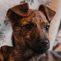 CHANEL, Mixed Breed (Fundacja Głosem Zwierząt)