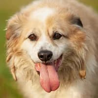 DŻEKI, Mixed Breed (Fundacja Głosem Zwierząt)
