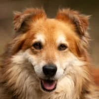 DŻEMIK, Mixed Breed (Fundacja Głosem Zwierząt)