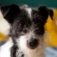 BRYŁKA, Mixed Breed (Fundacja Głosem Zwierząt)