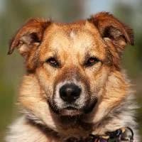 MALMO, Mixed Breed (Fundacja Głosem Zwierząt)