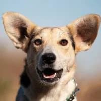 TILKA, Mixed Breed (Fundacja Głosem Zwierząt)