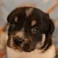 TILO, Mixed Breed (Fundacja Głosem Zwierząt)