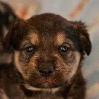TONI, Mixed Breed (Fundacja Głosem Zwierząt)