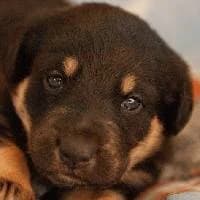 TAMIŚ, Mixed Breed (Fundacja Głosem Zwierząt)