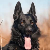 BASCO, Mixed Breed (Fundacja Głosem Zwierząt)