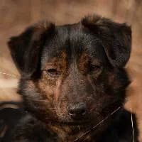 BĄBELEK, Mixed Breed (Fundacja Głosem Zwierząt)