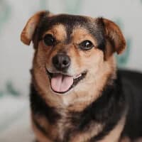 NELKA, Mixed Breed (Fundacja Głosem Zwierząt)
