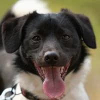 JULEK, Mixed Breed (Fundacja Głosem Zwierząt)