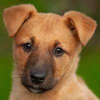 RZEPKA, Mixed Breed (Fundacja Głosem Zwierząt)