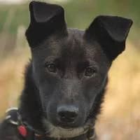 BUENO, Mixed Breed (Fundacja Głosem Zwierząt)