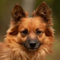 LUI, Mixed Breed (Fundacja Głosem Zwierząt)