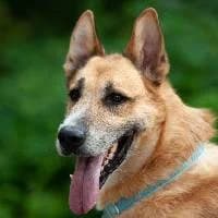 SIMON, Mixed Breed (Fundacja Głosem Zwierząt)