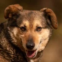 TULISIA, Mixed Breed (Fundacja Głosem Zwierząt)