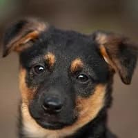 KAWKA, Mixed Breed (Fundacja Głosem Zwierząt)