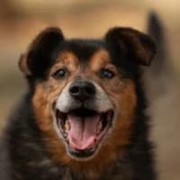 KAZANEK, Mixed Breed (Fundacja Głosem Zwierząt)