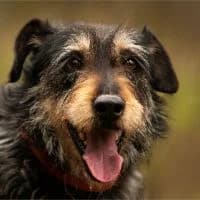 BOBBY, Mixed Breed (Fundacja Głosem Zwierząt)