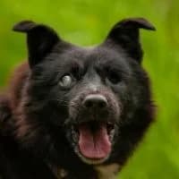 BOJAREK, Mixed Breed (Fundacja Głosem Zwierząt)