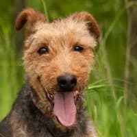 BONZO, Mixed Breed (Fundacja Głosem Zwierząt)