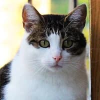 AMELKA, Mixed Breed (Fundacja Głosem Zwierząt)