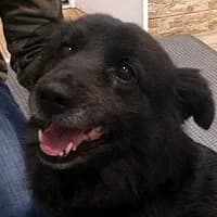 NANA, Mixed Breed (Fundacja Głosem Zwierząt)