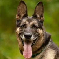 SANAH, Mixed Breed (Fundacja Głosem Zwierząt)