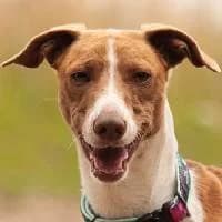 BUDYŃ, Mixed Breed (Fundacja Głosem Zwierząt)