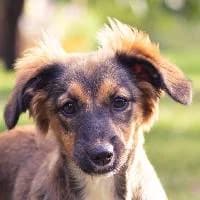 RIVKA, Mixed Breed (Fundacja Głosem Zwierząt)