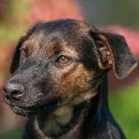MELODIA, Mixed Breed (Fundacja Głosem Zwierząt)
