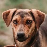 MALINKA, Mixed Breed (Fundacja Głosem Zwierząt)