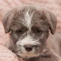 BERCIK, Mixed Breed (Fundacja Głosem Zwierząt)