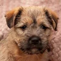 BEZIK, Mixed Breed (Fundacja Głosem Zwierząt)