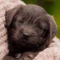 BLUMIŚ, Mixed Breed (Fundacja Głosem Zwierząt)