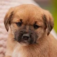 CHILI, Mixed Breed (Fundacja Głosem Zwierząt)