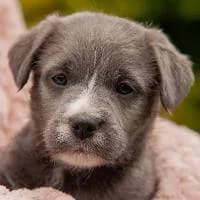 CIRI, Mixed Breed (Fundacja Głosem Zwierząt)