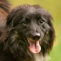BINIO, Mixed Breed (Fundacja Głosem Zwierząt)