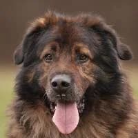 BAZYLI, Mixed Breed (Fundacja Głosem Zwierząt)