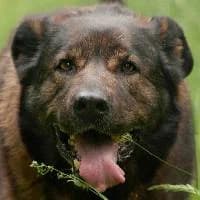ZUMBA, Mixed Breed (Fundacja Głosem Zwierząt)