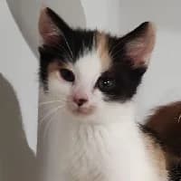 RYSIA, Mixed Breed for adoption at Fundacja Głosem Zwierząt, Polska