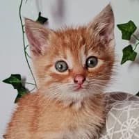 SAGI, Mixed Breed for adoption at Fundacja Głosem Zwierząt, Polska